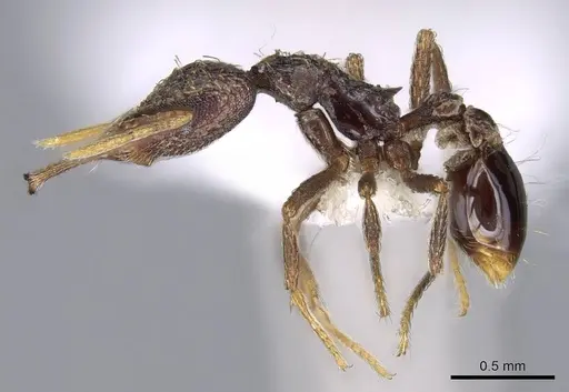 Strumigenys emeryi specimen CASENT0914737 image casent0914737_3