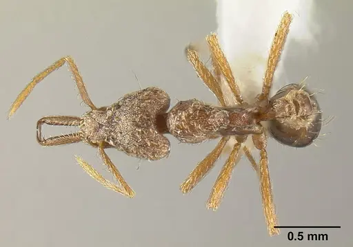 Strumigenys emeryi specimen JTLC000014842 image jtlc000014842_1