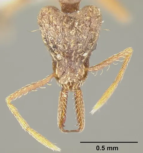 Strumigenys emeryi specimen JTLC000014842 image jtlc000014842_2