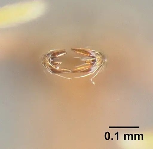 Strumigenys emeryi specimen JTLC000014842 image jtlc000014842_3