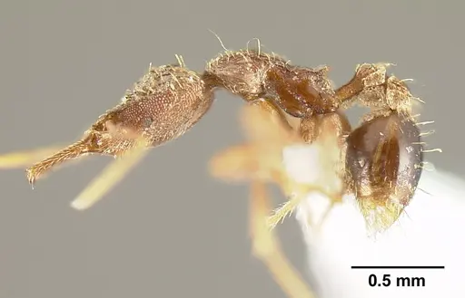Strumigenys emeryi specimen JTLC000014842 image jtlc000014842_4