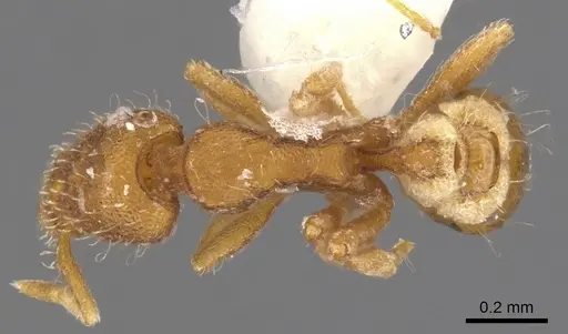 Strumigenys emeswangi specimen CASENT0900150 image casent0900150_1