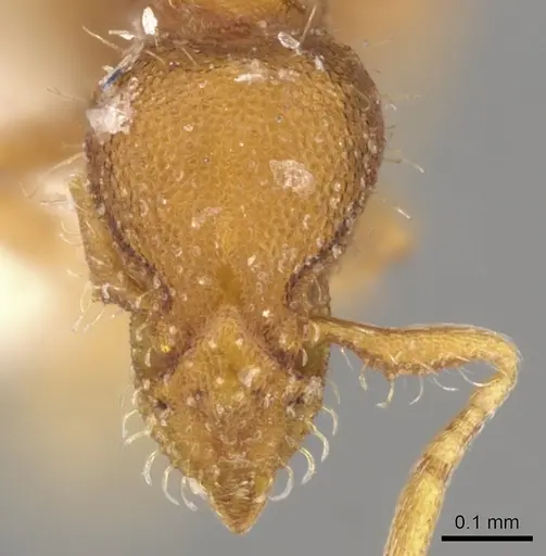 Strumigenys emeswangi specimen CASENT0900150 image casent0900150_2