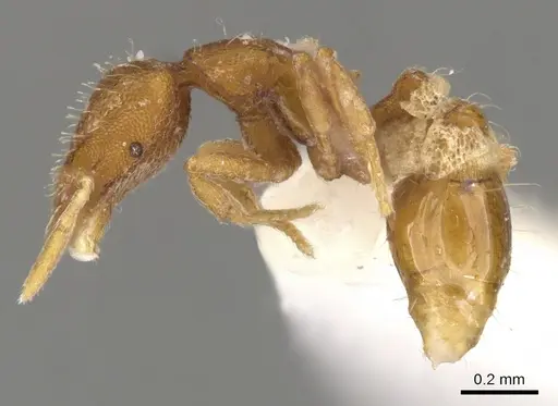 Strumigenys emeswangi specimen CASENT0900150 image casent0900150_3