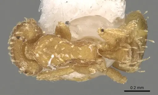 Strumigenys emiliae specimen CASENT0281995 image casent0281995_1