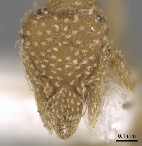 Strumigenys emiliae specimen CASENT0281995 image casent0281995_2