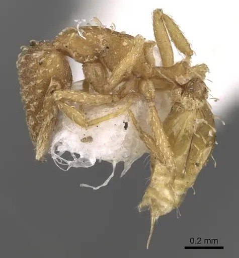 Strumigenys emiliae specimen CASENT0281995 image casent0281995_3