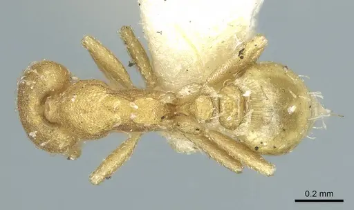 Strumigenys emiliae specimen CASENT0915946 image casent0915946_1