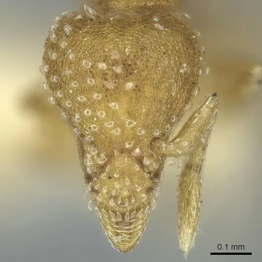 Strumigenys emiliae specimen CASENT0915946 image casent0915946_2