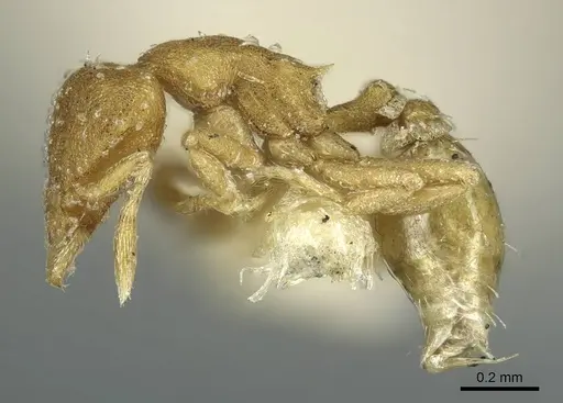 Strumigenys emiliae specimen CASENT0915946 image casent0915946_3