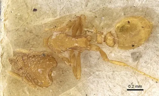 Strumigenys emiliae specimen CASENT0922240 image casent0922240_1