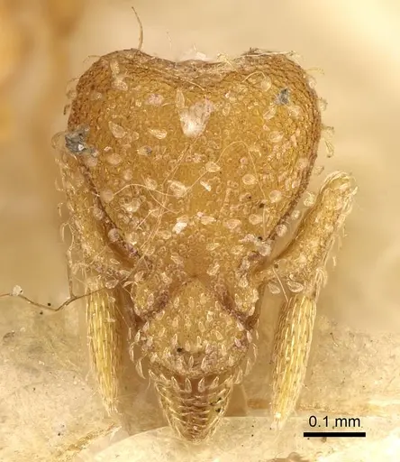Strumigenys emiliae specimen CASENT0922240 image casent0922240_2