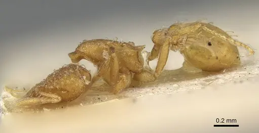 Strumigenys emiliae specimen CASENT0922240 image casent0922240_3