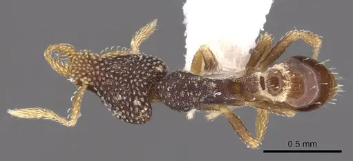 Strumigenys enanna specimen CASENT0900924 image casent0900924_1