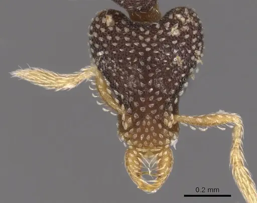 Strumigenys enanna specimen CASENT0900924 image casent0900924_2