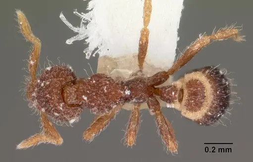 Strumigenys enkara specimen CASENT0102543 image casent0102543_1