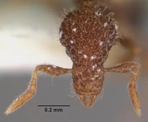 Strumigenys enkara specimen CASENT0102543 image casent0102543_2