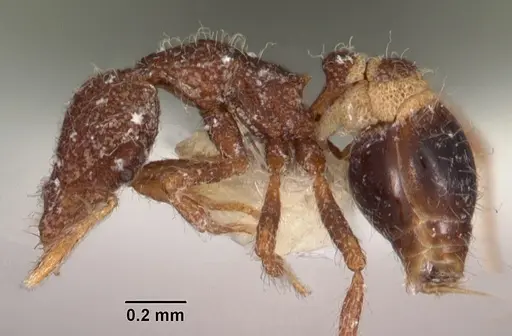 Strumigenys enkara specimen CASENT0102543 image casent0102543_3