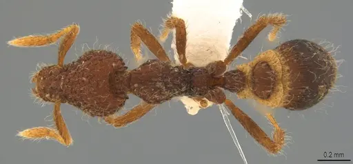 Strumigenys enkara specimen CASENT0763614 image casent0763614_1