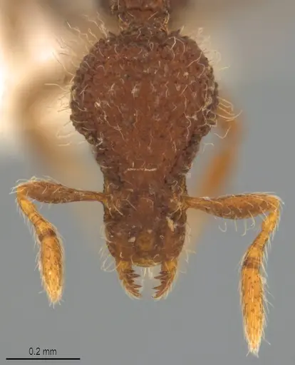 Strumigenys enkara specimen CASENT0763614 image casent0763614_2