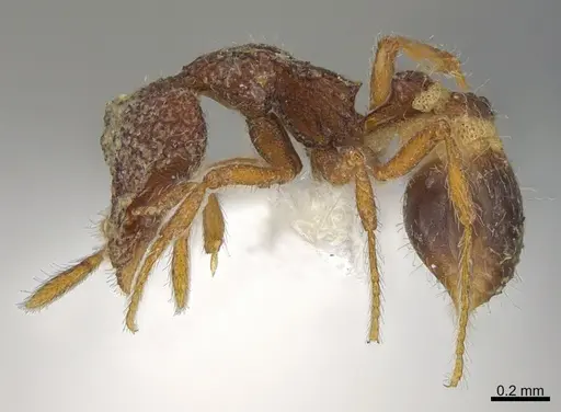 Strumigenys enkara specimen CASENT0763618 image casent0763618_1