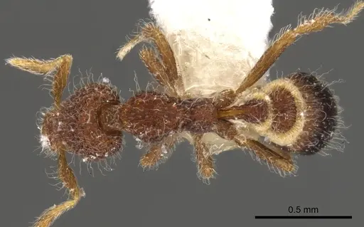 Strumigenys enkara specimen CASENT0900086 image casent0900086_1
