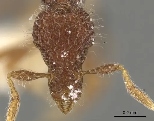 Strumigenys enkara specimen CASENT0900086 image casent0900086_2