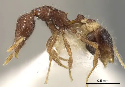Strumigenys enkara specimen CASENT0900086 image casent0900086_3
