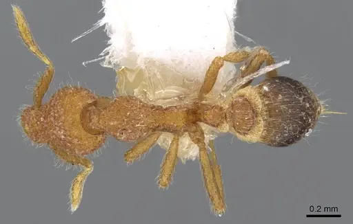 Strumigenys enkara specimen CASENT0914707 image casent0914707_1