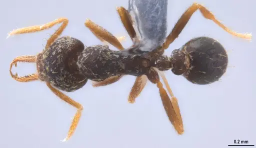 Strumigenys enopla specimen ANTWEB1053272 image antweb1053272_1