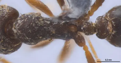 Strumigenys enopla specimen ANTWEB1053272 image antweb1053272_2