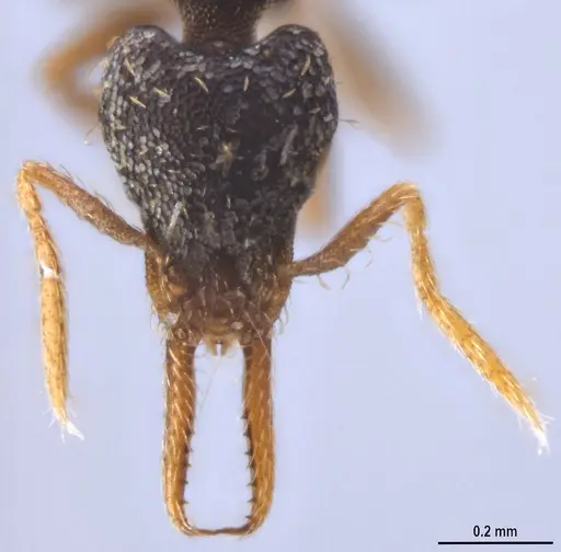 Strumigenys enopla specimen ANTWEB1053272 image antweb1053272_3