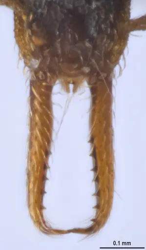Strumigenys enopla specimen ANTWEB1053272 image antweb1053272_4
