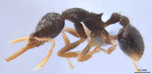 Strumigenys enopla specimen ANTWEB1053272 image antweb1053272_5