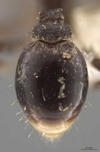 Strumigenys enopla specimen CASENT0627569 image casent0627569_2