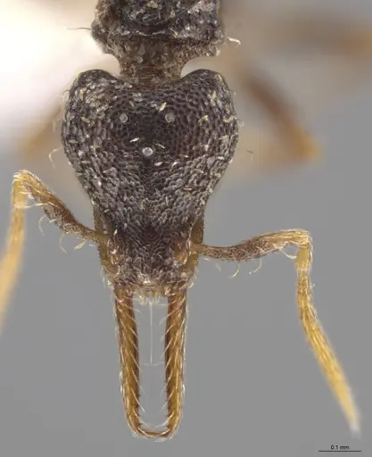 Strumigenys enopla specimen CASENT0627569 image casent0627569_3