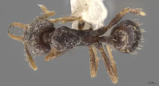 Strumigenys enopla specimen CASENT0630519 image casent0630519_1