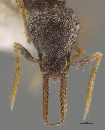 Strumigenys enopla specimen CASENT0630519 image casent0630519_2