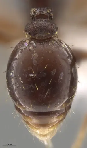 Strumigenys enopla specimen CASENT0651008 image casent0651008_2