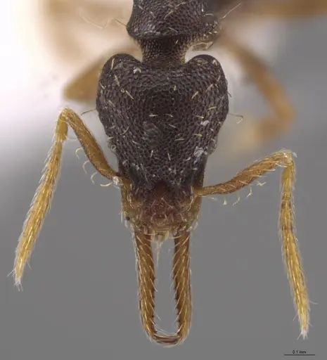 Strumigenys enopla specimen CASENT0651010 image casent0651010_3