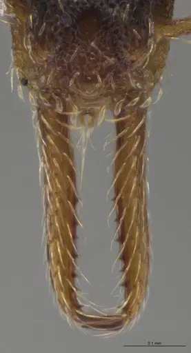 Strumigenys enopla specimen CASENT0651010 image casent0651010_4