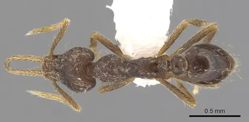 Strumigenys enopla specimen CASENT0900177 image casent0900177_1