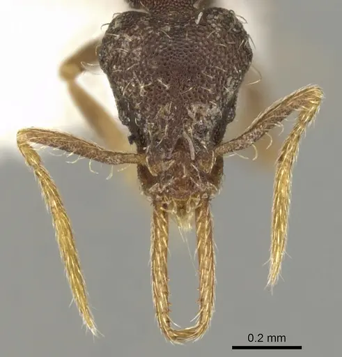 Strumigenys enopla specimen CASENT0900177 image casent0900177_2