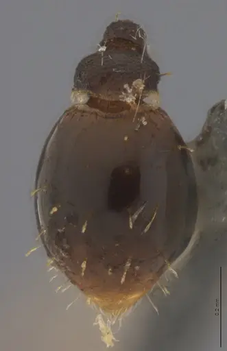 Strumigenys enopla specimen CASENT4036144 image casent4036144_1