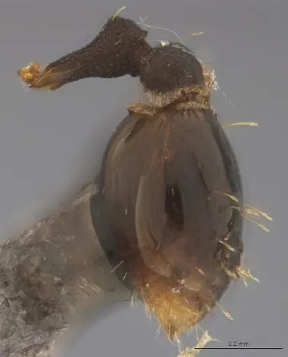 Strumigenys enopla specimen CASENT4036144 image casent4036144_2
