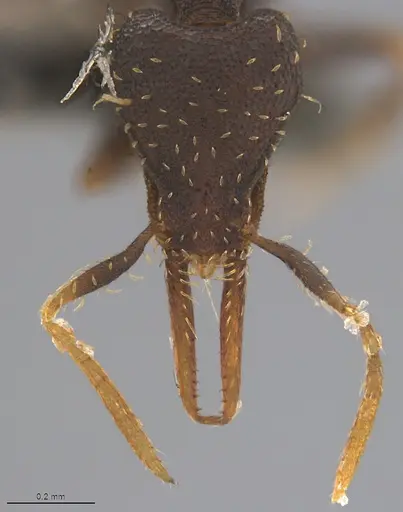 Strumigenys enopla specimen CASENT4036144 image casent4036144_3