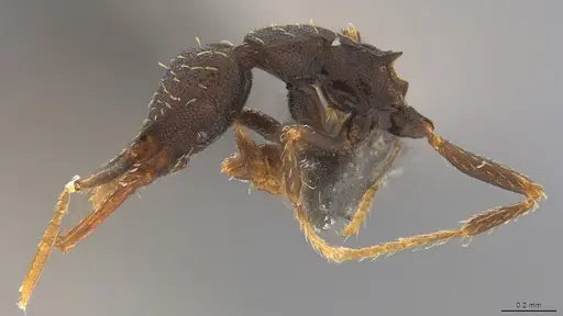 Strumigenys enopla specimen CASENT4036144 image casent4036144_4