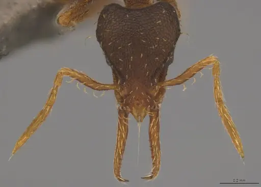 Strumigenys enopla specimen CASENT4036145 image casent4036145_1