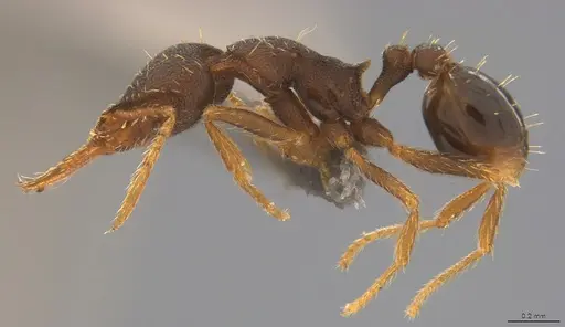 Strumigenys enopla specimen CASENT4036145 image casent4036145_2