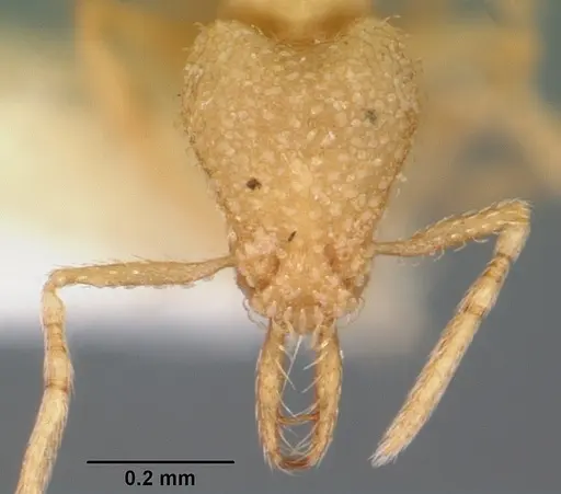 Strumigenys epelys specimen CASENT0102649 image casent0102649_2